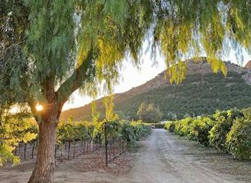 california/temecula/attraction/rancho-guejito-vineyard