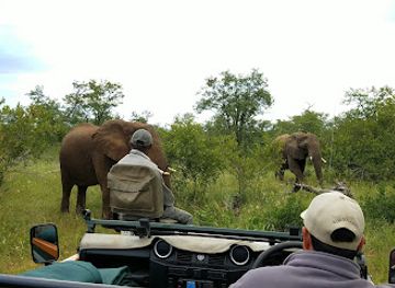 south-africa/lowveld/attraction/timbavati-private-nature-reserve