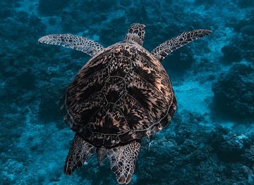 indonesia/west-nusa-tenggara/attraction/snorkel