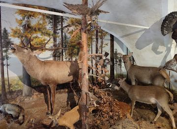 austria/burgenland/attraction/museum-der-natur-auf-der-spur