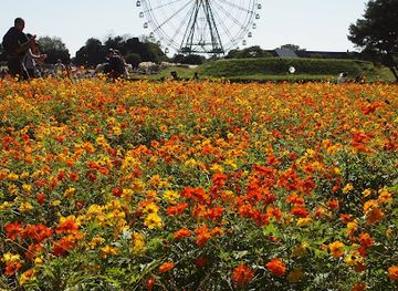 japan/hitachi/attraction/daisogen-flower-garden-grassland-flower-garden