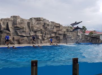 georgia/adjara/attraction/batumi-dolphinarium