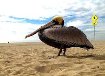 california/glendale/attraction/annenberg-community-beach-house