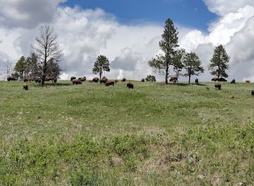 Custer State Park