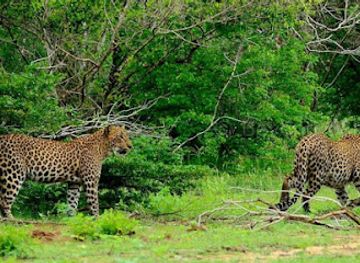sri-lanka/bundala-national-park/attraction/yala-green-safari