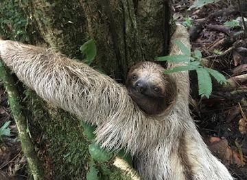 costa-rica/la-fortuna-waterfall/attraction/arenal-sanctuary-reserve