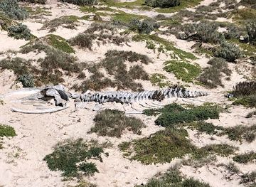 australia/kangaroo-island/attraction/humpback-whale-skeleton