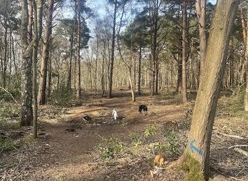 united-kingdom/norwich/attraction/drayton-drewery-aka-the-mystical-woods