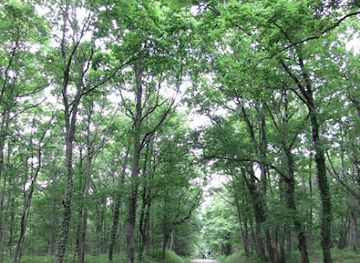 france/midi-pyrenees/attraction/foret-domaniale-buzet
