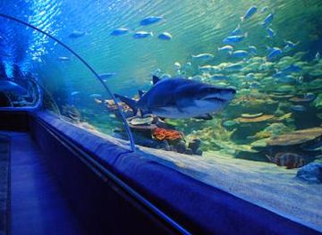 turkiye/istanbul/attraction/sea-life