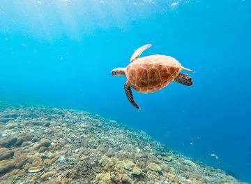 indonesia/gili-islands/attraction/turtle-heaven