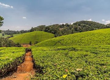 kenya/nairobi/attraction/kiambethu-tea-farm