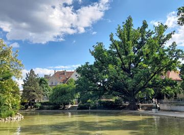 poland/opole/attraction/dab-szypulkowy-pomnik-przyrody