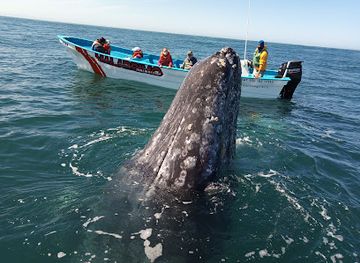 mexico/baja-california-peninsula/attraction/ojo-de-liebre-lagoon