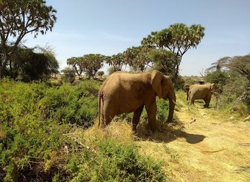 kenya/samburu-national-reserve/attraction/samburu-special-campsite
