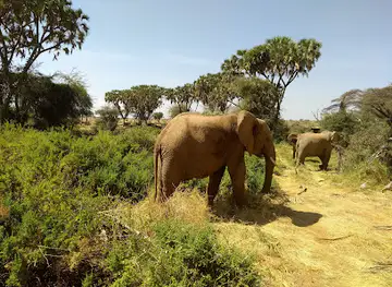 Samburu Special Campsite