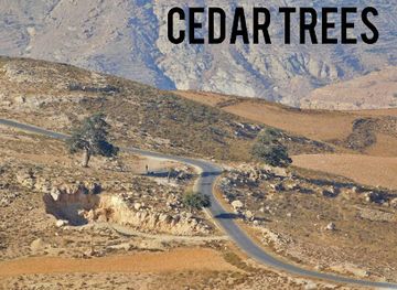 jordan/wadi-hasa/attraction/cedar-tree