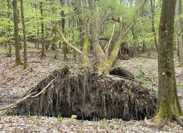 hungary/zemplen-mountains/attraction/eljegyzesi-hid