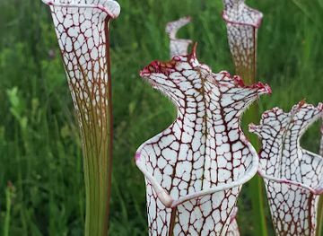 alabama/alabama-coastal-birding-trail/attraction/splinter-hill-bog-preserve