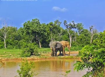 ghana/savannah-region/attraction/mole-national-park