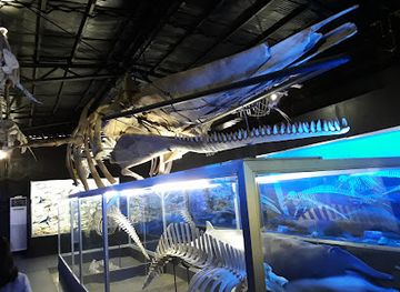 philippines/davao-region/attraction/d-bone-collector-museum