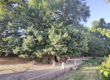 uzbekistan/kashkadarya-region/attraction/chinara