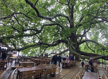 turkiye/bursa/attraction/inkaya-historical-plane-tree-610-tree-old
