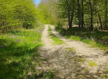 romania/bihor/attraction/forest-with-daffodil-osorhei