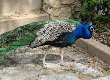 texas/austin/attraction/mayfield-park-and-nature-preserve