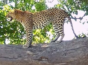 botswana/maun/attraction/wild-liveins-safaris-and-tours