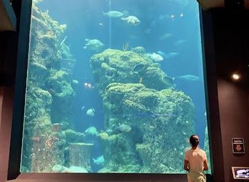 michigan/mount-pleasant/attraction/south-carolina-aquarium