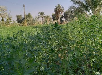 iraq/qadisiyyah/attraction/presidential-region-in-radwaniyah