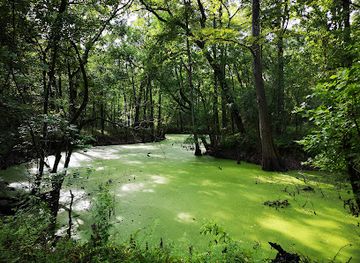 louisiana/atchafalaya-basin/attraction/indian-bayou-trail
