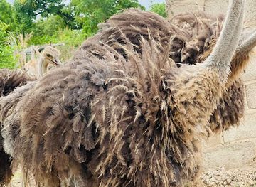 burkina-faso/kaya/attraction/centre-eco-touristique-de-komsilga