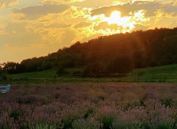 ukraine/tysovets/attraction/lavender-field
