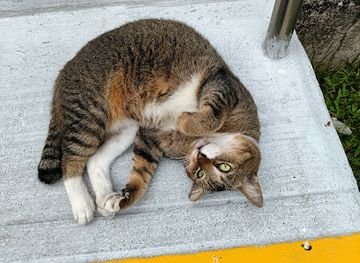 singapore/geylang/attraction/eunos-community-cat