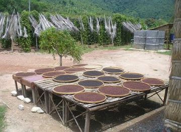 cambodia/kep/attraction/sothy-s-pepper-farm