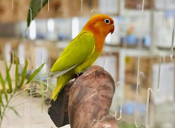 pakistan/multan/attraction/beyond-birds