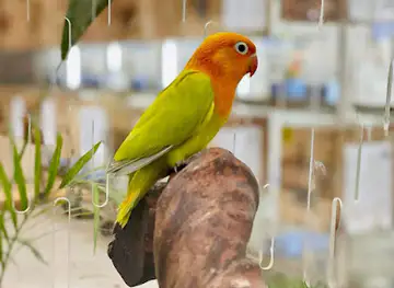 Beyond Birds