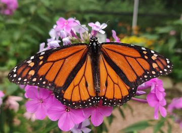 kentucky/bowling-green/attraction/charlie-miller-butterfly-house