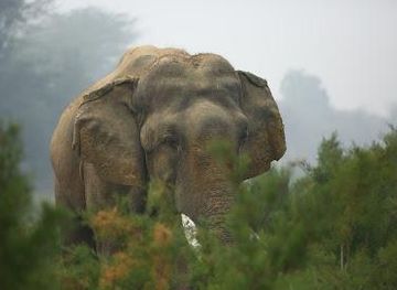 india/agra/attraction/wildlife-sos-elephant-conservation-and-care-center