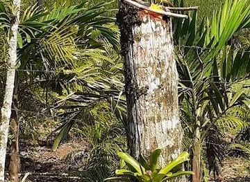 costa-rica/monteverde/attraction/la-tigra