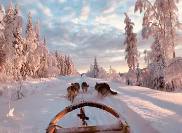 Openlappland - Chien de traîneau et Séjours en Laponie