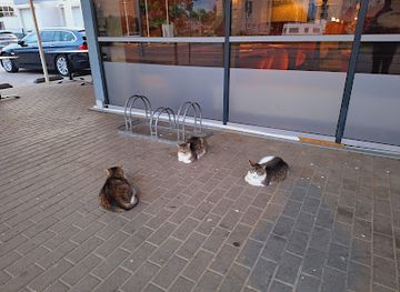 latvia/daugavpils/attraction/rimi-cats