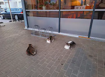 Rimi cats