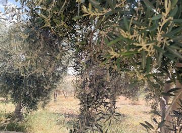 jordan/shobak-castle/attraction/alrayan-farm