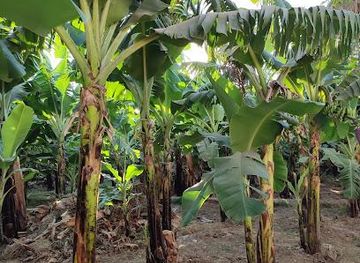 egypt/luxor/attraction/banana-island-sara