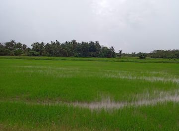 malaysia/perlis/attraction/bukit-chabang-paddy-field