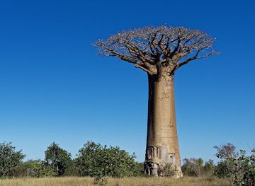 madagascar/ranomafana-national-park/attraction/kirindy-mitea-national-park