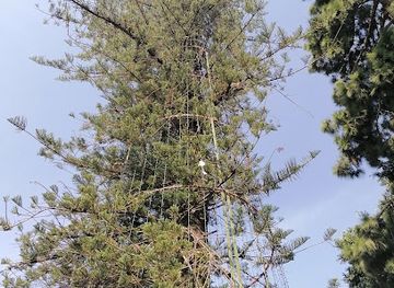 mexico/queretaro/attraction/arbol-de-la-amistad
